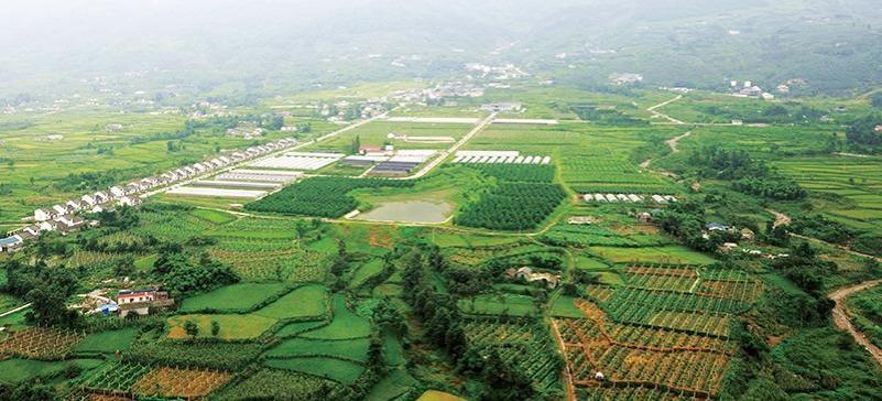 四川绵竹：解锁“靠山吃山”密码走好绿色发展新路(图4)