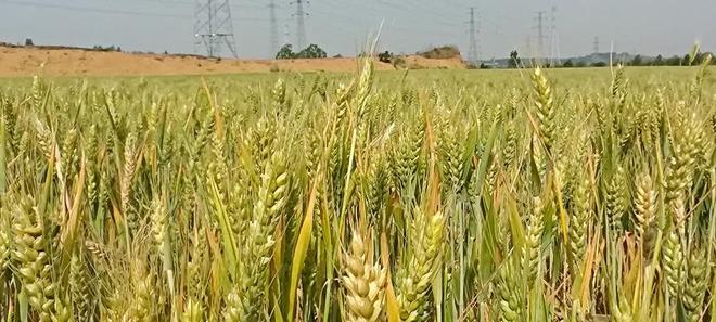 节约集约的山东实践日照莒县:矿坑地上长出新“良田”(图2)