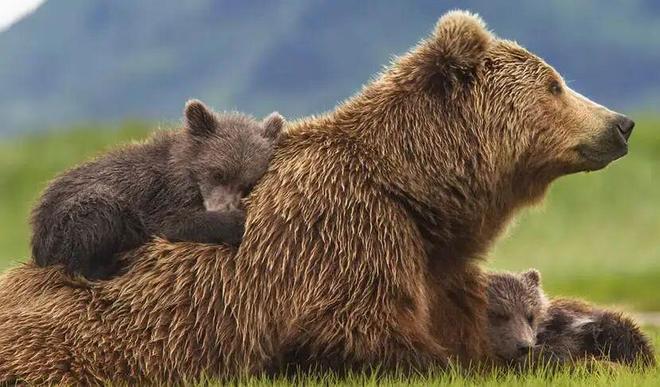 熊、垃圾和观熊者的生态观察(图2)