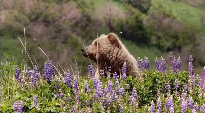 熊、垃圾和观熊者的生态观察(图4)