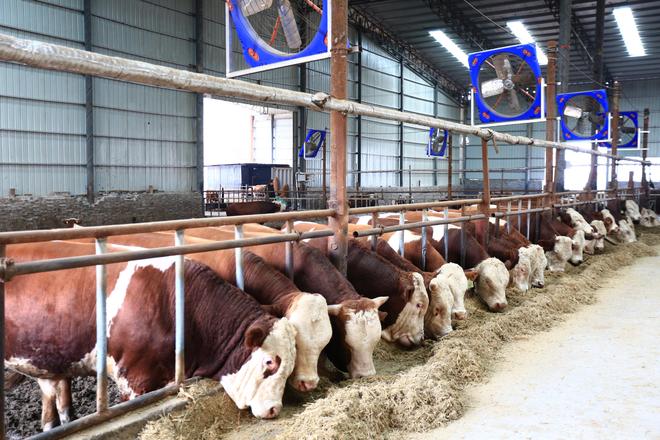 武安市阳邑镇:聚焦转型、发展与民生谱写乡村振兴新篇章(图3)