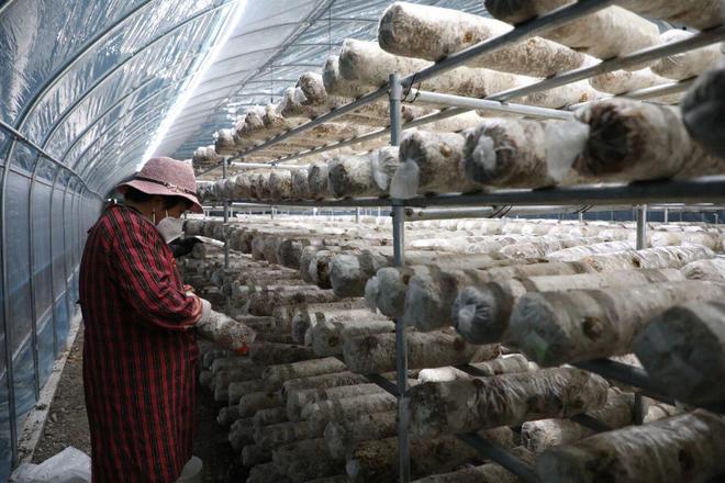 武安市阳邑镇:聚焦转型、发展与民生谱写乡村振兴新篇章(图2)