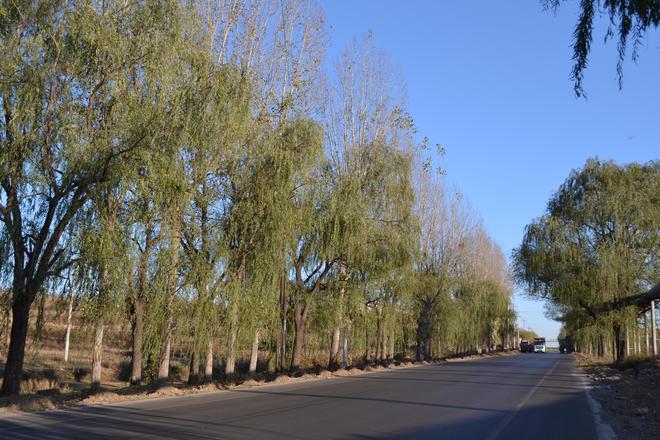 武安市阳邑镇:聚焦转型、发展与民生谱写乡村振兴新篇章(图4)