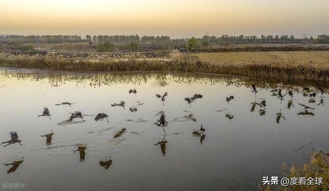 95只“鸟中大熊猫”集群越冬！黄河湿地的生态答卷有多硬核？(图6)