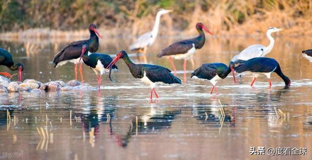 95只“鸟中大熊猫”集群越冬！黄河湿地的生态答卷有多硬核？(图10)