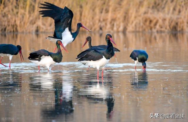 95只“鸟中大熊猫”集群越冬！黄河湿地的生态答卷有多硬核？(图11)
