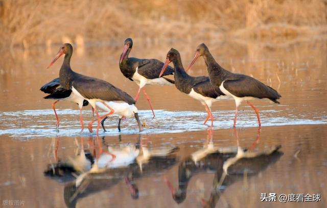 95只“鸟中大熊猫”集群越冬！黄河湿地的生态答卷有多硬核？(图5)