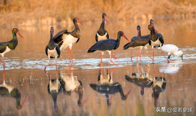 95只“鸟中大熊猫”集群越冬！黄河湿地的生态答卷有多硬核？(图7)