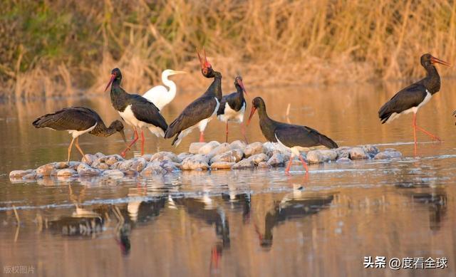 95只“鸟中大熊猫”集群越冬！黄河湿地的生态答卷有多硬核？(图9)