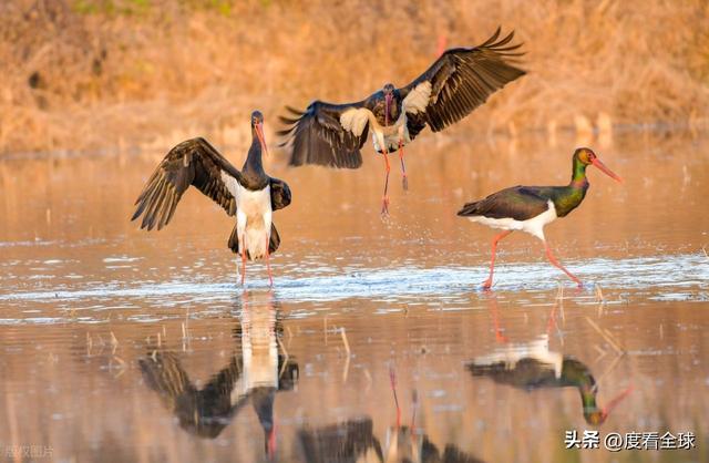 95只“鸟中大熊猫”集群越冬！黄河湿地的生态答卷有多硬核？(图8)