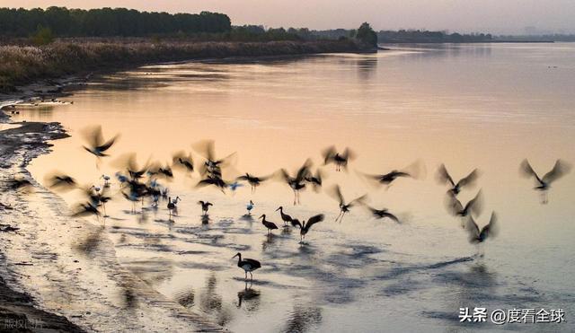 95只“鸟中大熊猫”集群越冬！黄河湿地的生态答卷有多硬核？(图3)