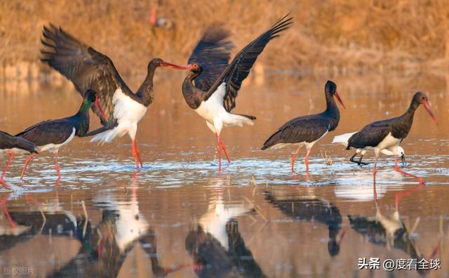95只“鸟中大熊猫”集群越冬！黄河湿地的生态答卷有多硬核？(图1)