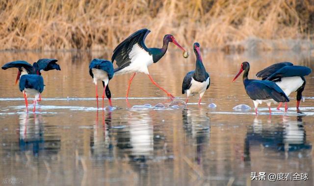95只“鸟中大熊猫”集群越冬！黄河湿地的生态答卷有多硬核？(图2)