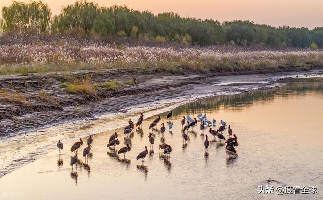 95只“鸟中大熊猫”集群越冬！黄河湿地的生态答卷有多硬核？(图4)