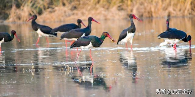 95只“鸟中大熊猫”集群越冬！黄河湿地的生态答卷有多硬核？(图12)