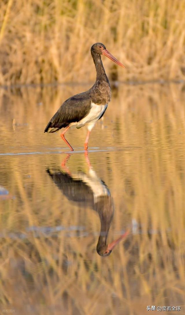 95只“鸟中大熊猫”集群越冬！黄河湿地的生态答卷有多硬核？(图16)