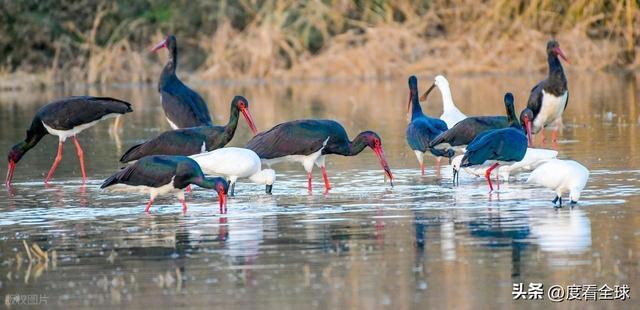 95只“鸟中大熊猫”集群越冬！黄河湿地的生态答卷有多硬核？(图13)