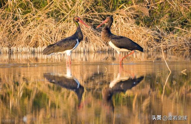 95只“鸟中大熊猫”集群越冬！黄河湿地的生态答卷有多硬核？(图15)