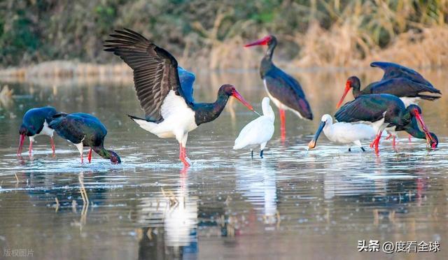 95只“鸟中大熊猫”集群越冬！黄河湿地的生态答卷有多硬核？(图14)