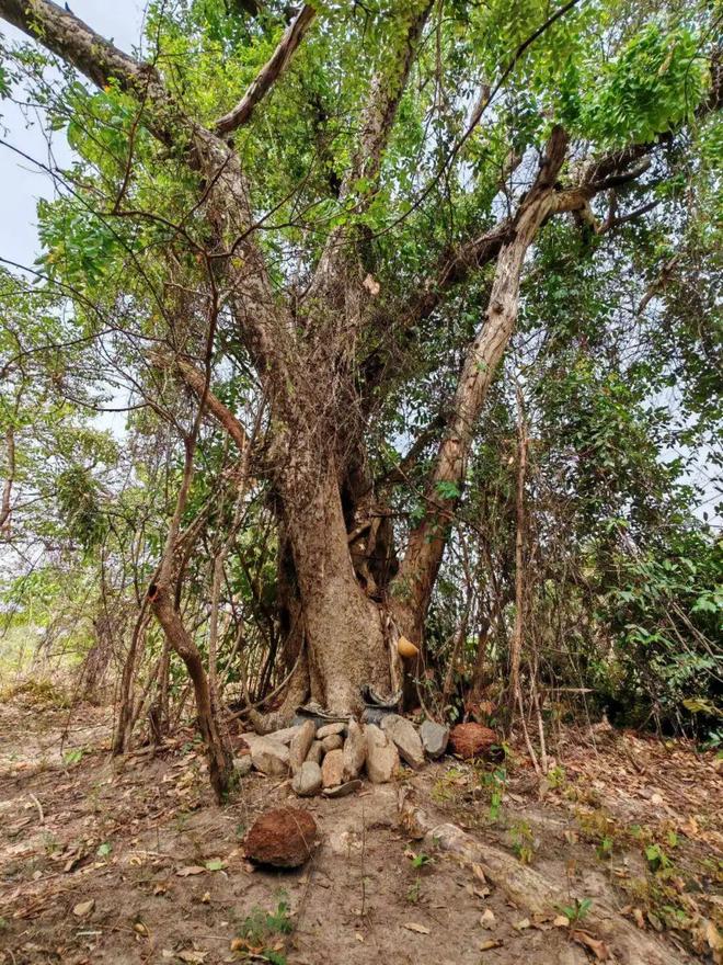 中国矿企出海丨一汪湖、一棵树、一条共赢路(图3)