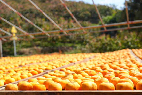 桂林平樂：黨建賦能“黃金果”破題“出圈”